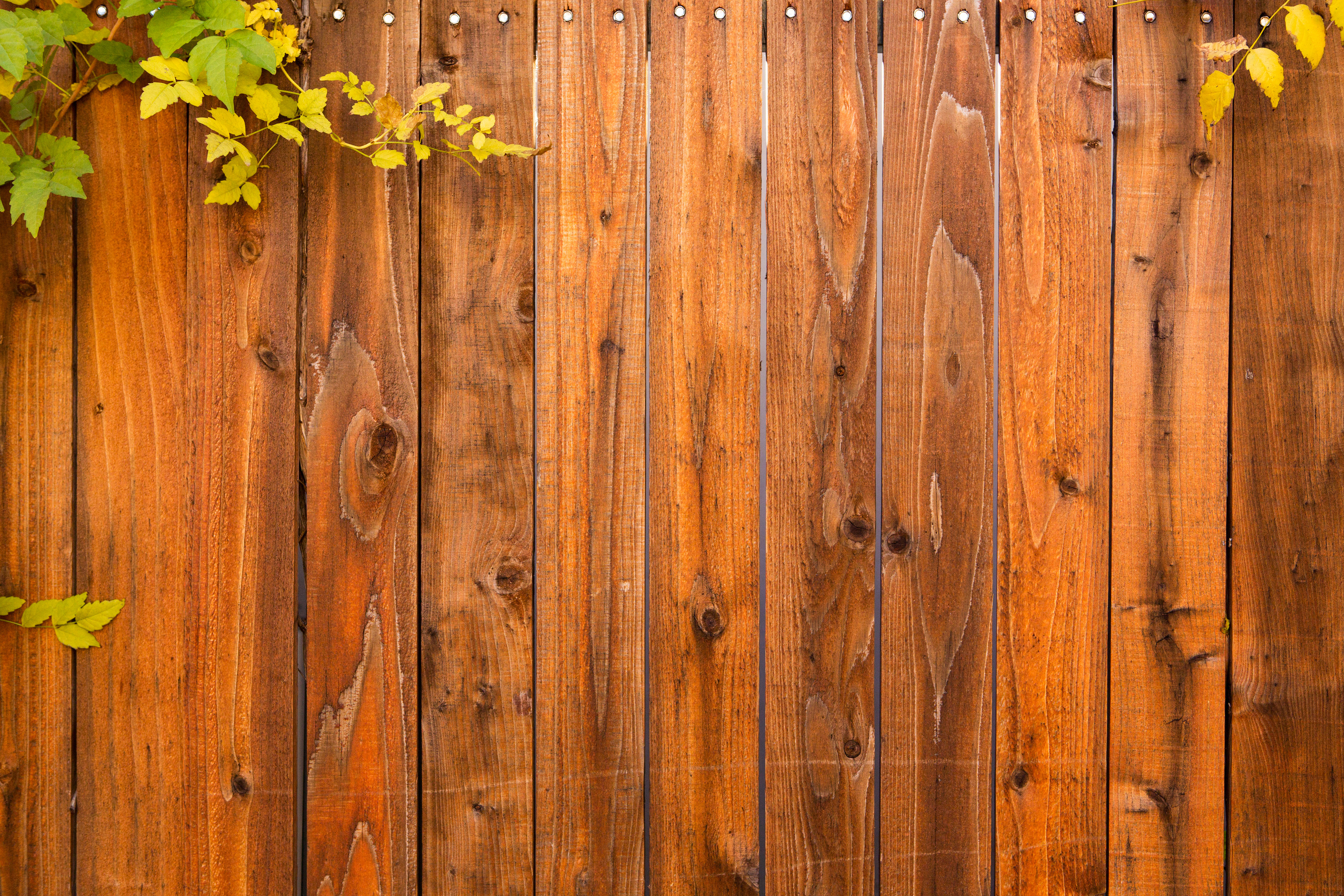 Wood fence with leaves